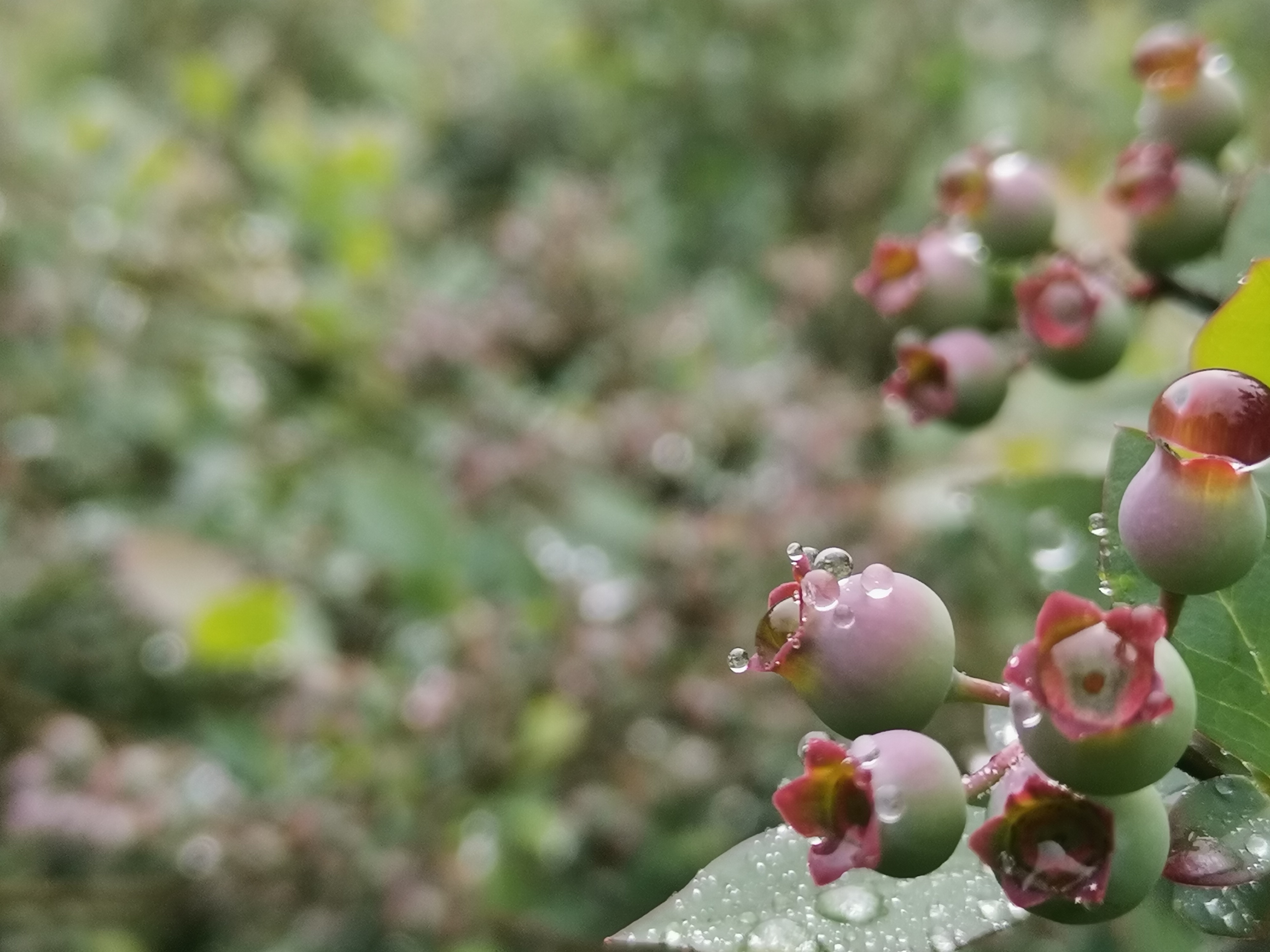 奉化王家桃園水蜜桃藍莓采摘
